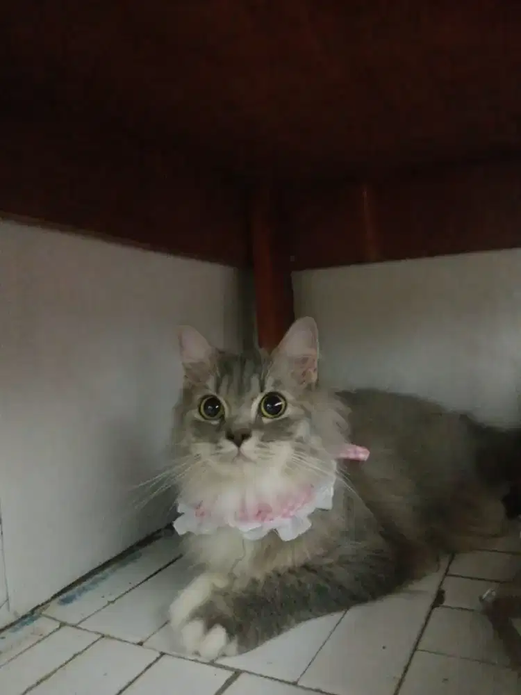 open adopt Persia bulu abu