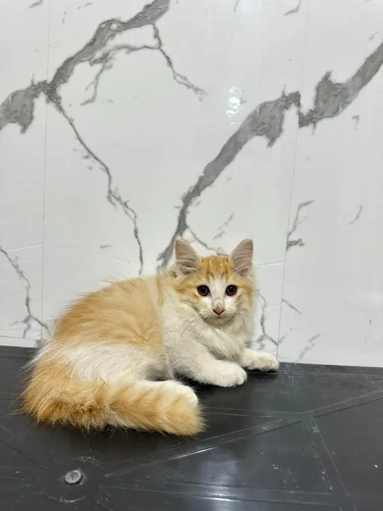 Kucing mainecoon x ragdoll