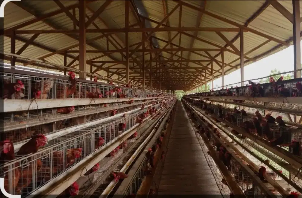 Karyawan Berkeluarga untuk kandang ayam
