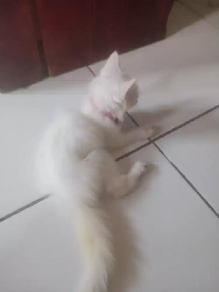 kitten Persia betina