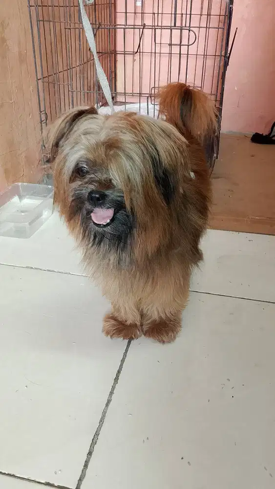 Anak anjing murah harga nego