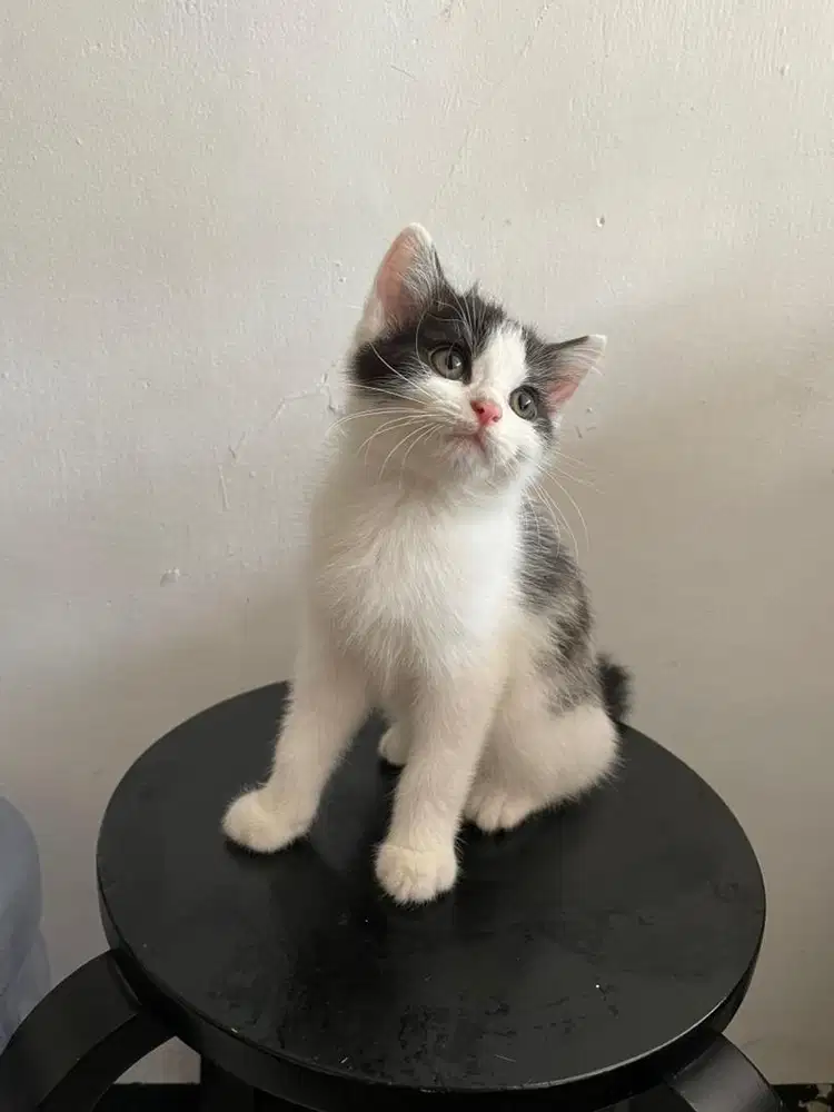 Anak kucing campuran kitten(betina)