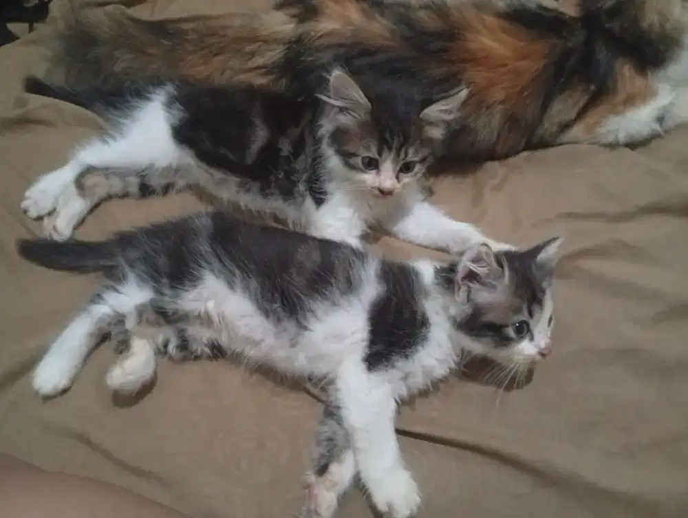 2 Kitten anggora jantan 2 bulan
