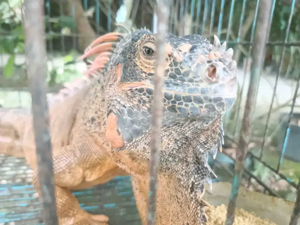 IGUANA MERAH SEPASANG