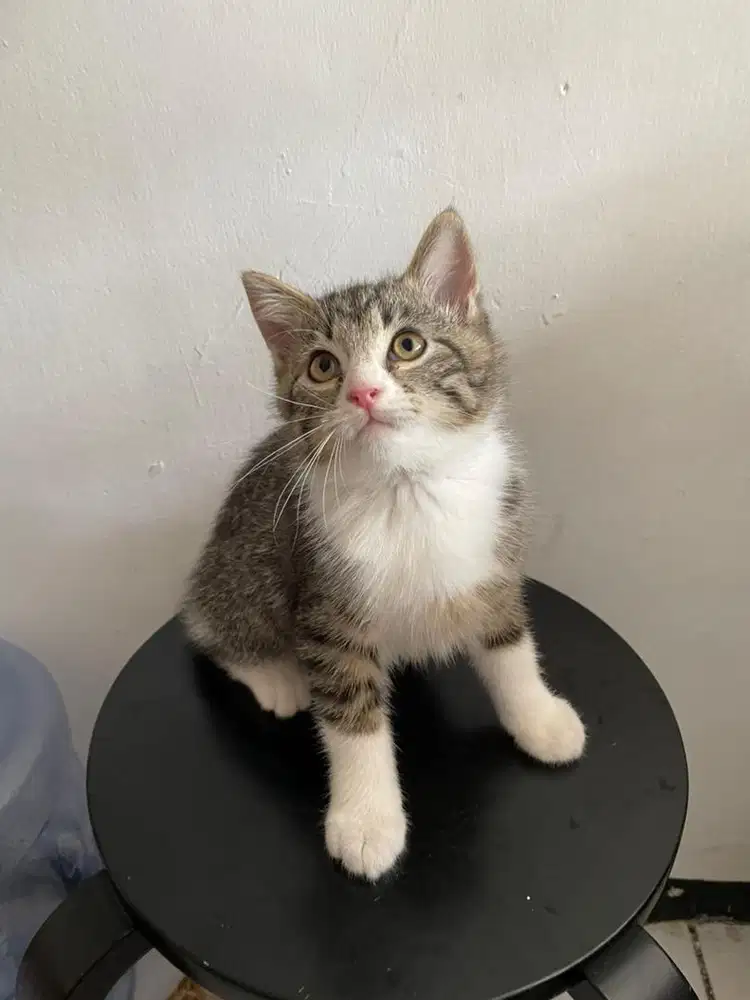 Anak kucing campuran kitten(jantan)