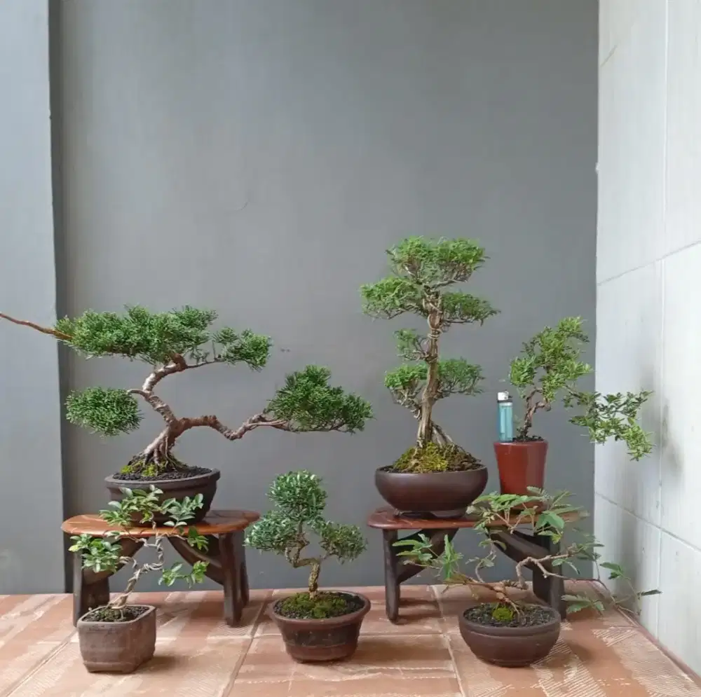 Borongan murah bonsai hias ada 6 pot