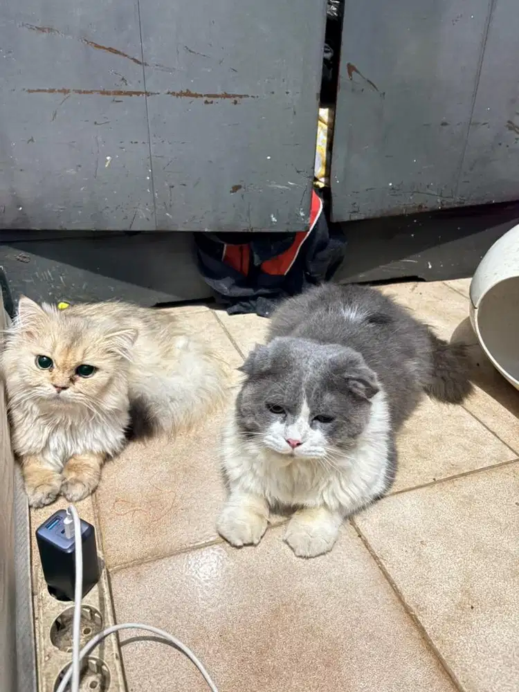 jual cepat bsh scottish fold jantan bicolor big bone