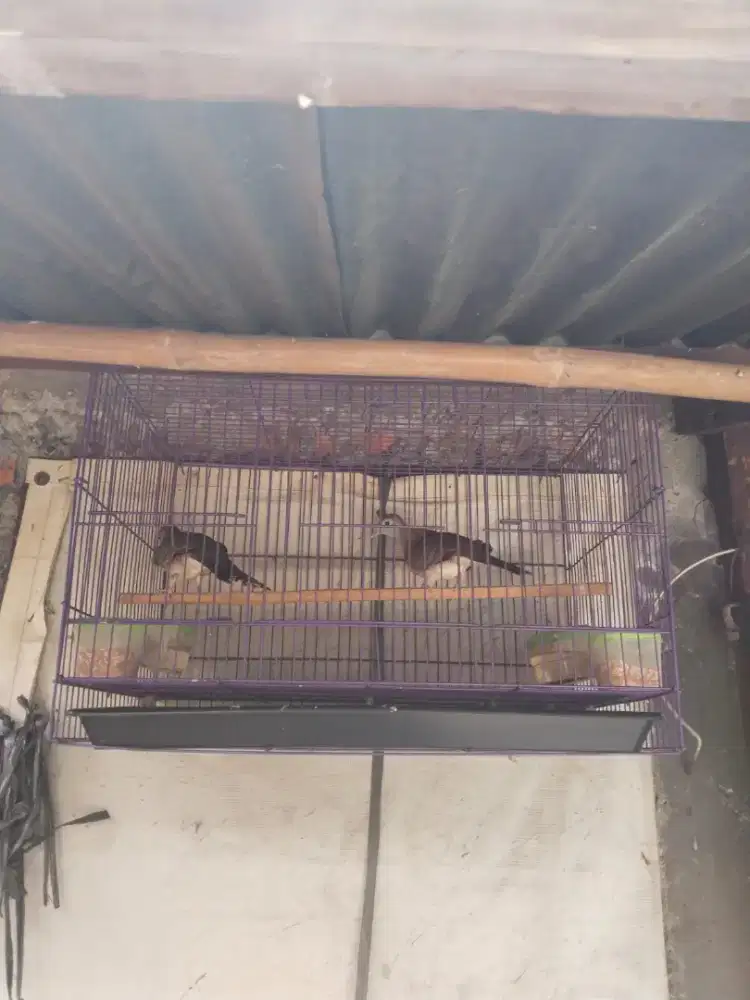 Ada 3 burung. Bersuara