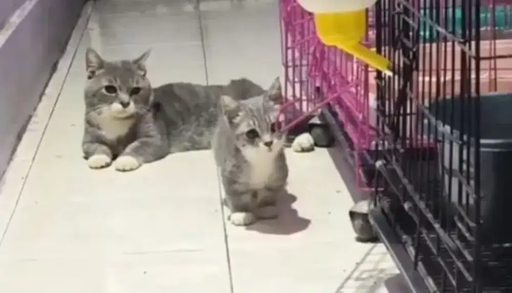 Munchkin BSH Blue tabby Betina