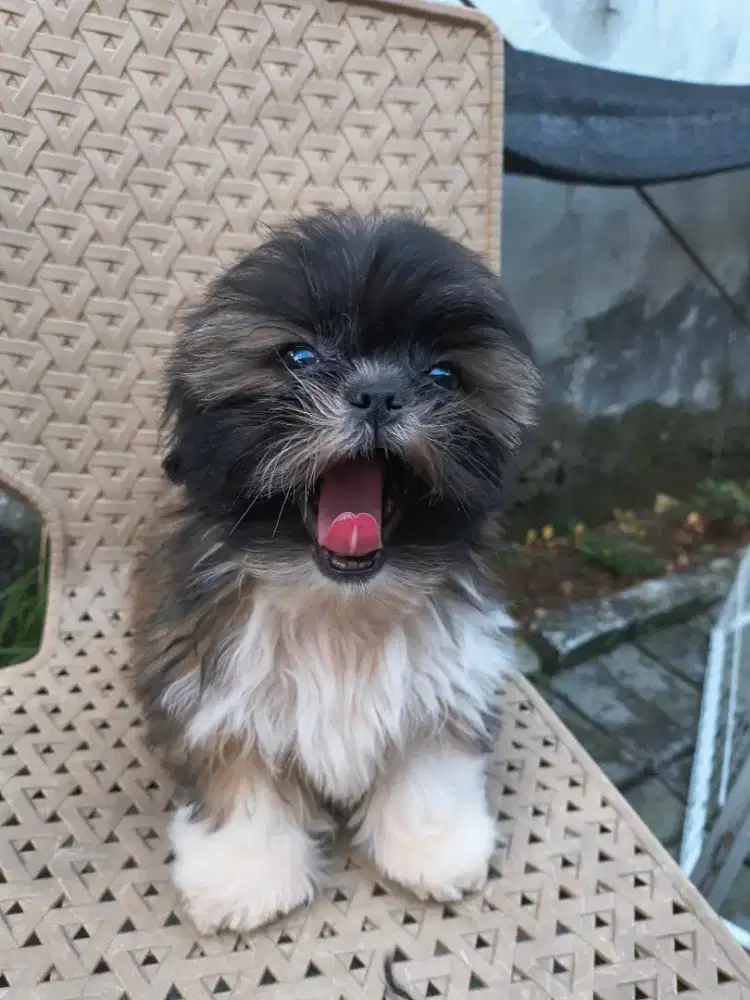 Pute shihtzu Male