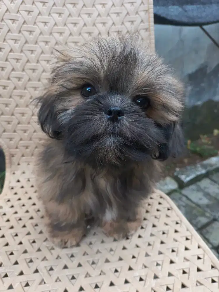 Shihtzu female pure