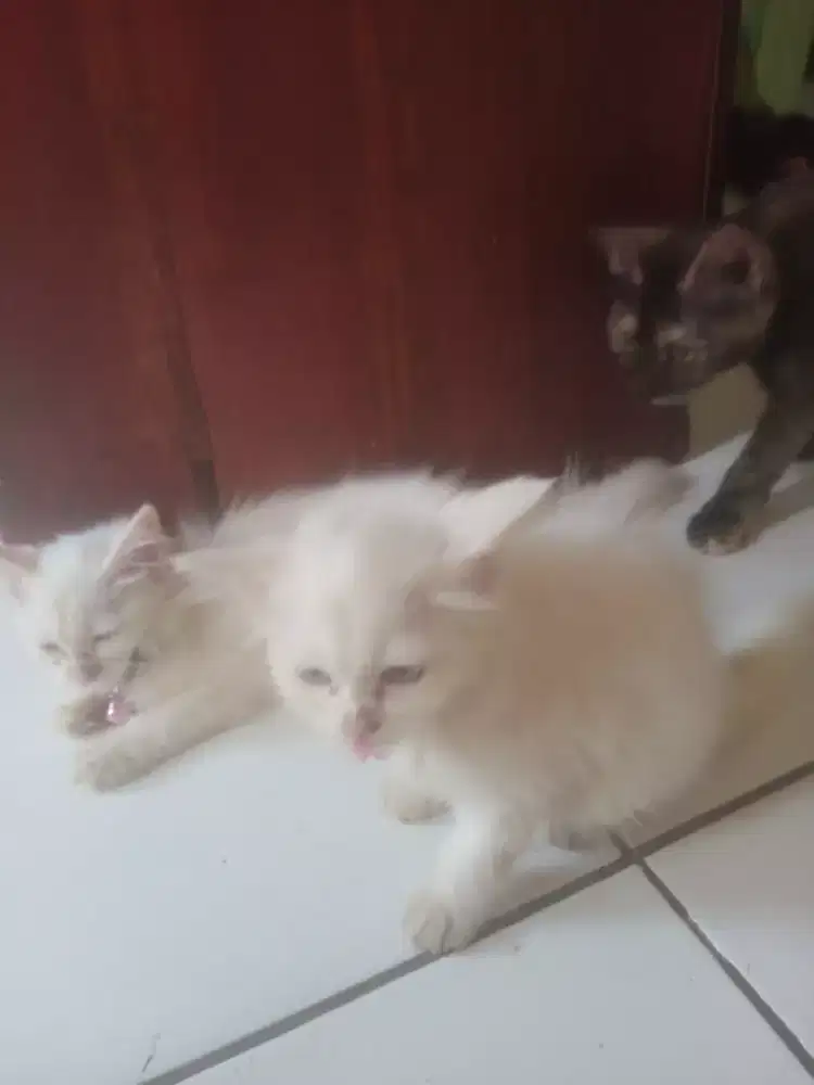 Kitten Persia betina