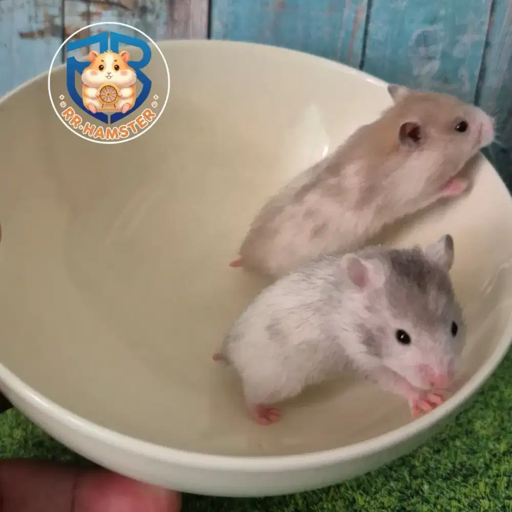 Hamster Syrian Roan Jinak Kualitas Terbaik