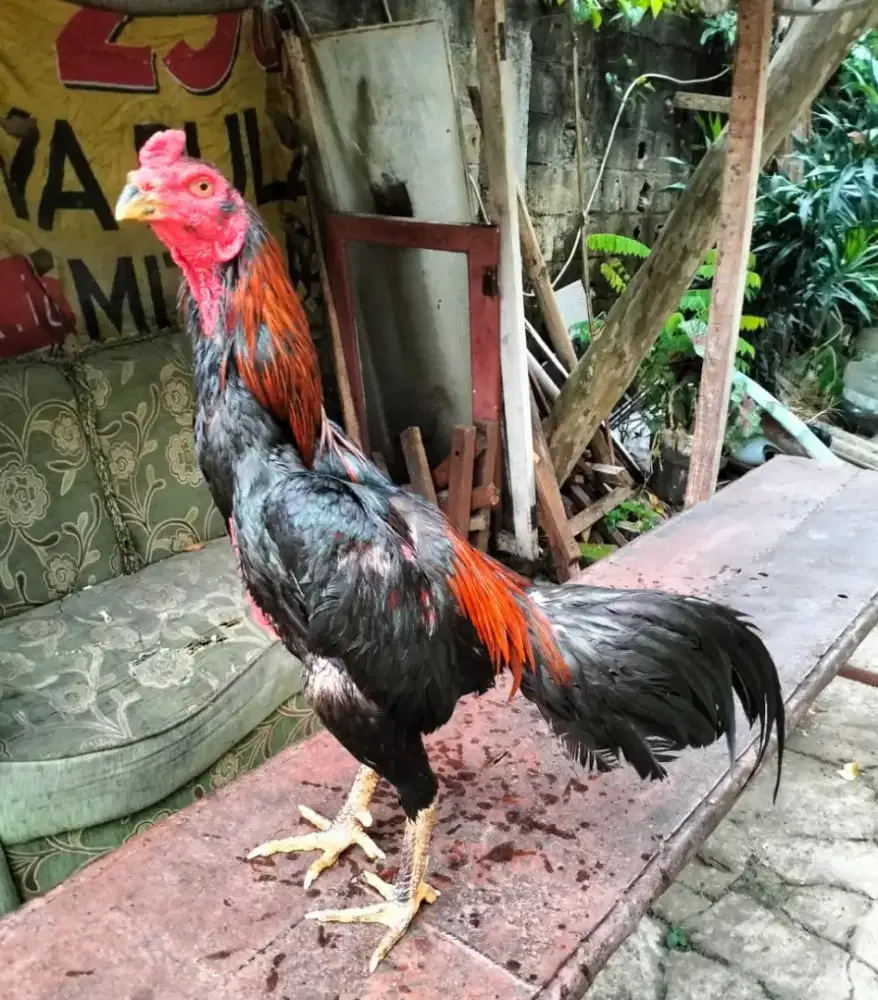 Ayam bangkok pama paloy Saigon kampung