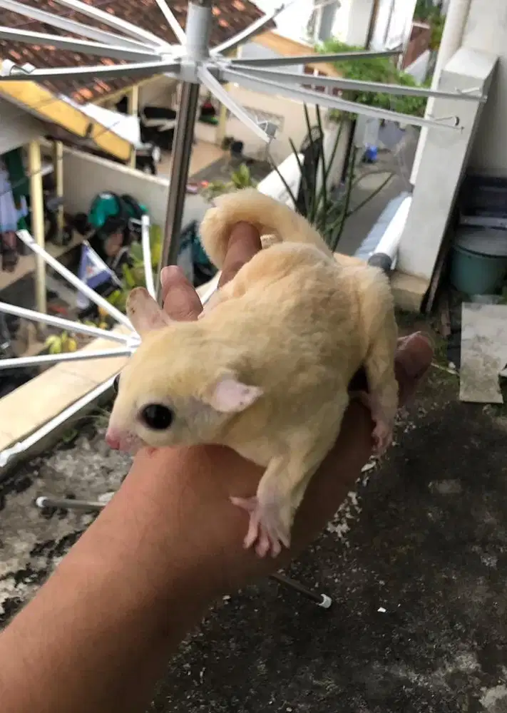 Sugar Glider Leucistic Betina