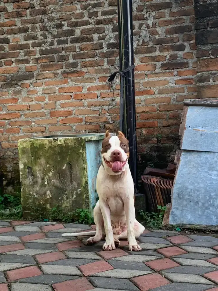 Dijual anjing pitbul