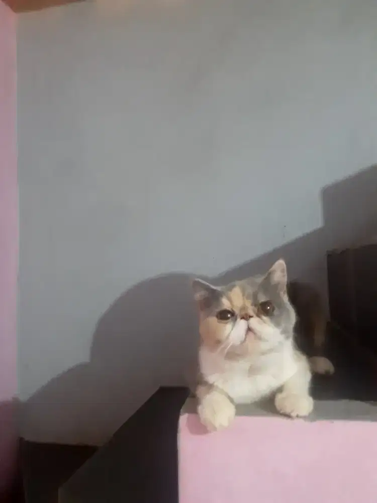 Kucing peaknose shorthair betina (exotic)