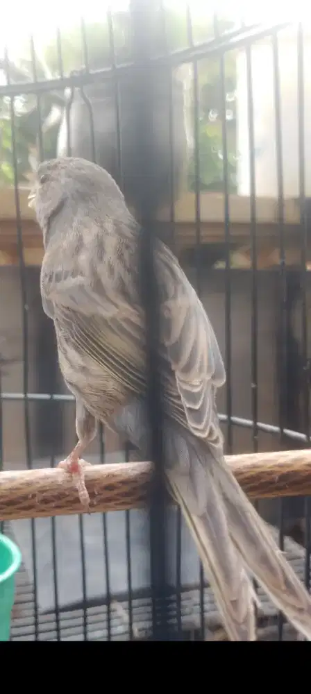 Kenari starblue prospek