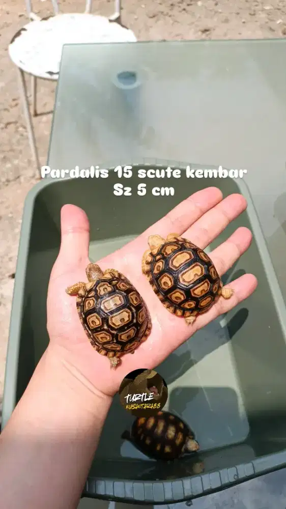Pardalis unik 15 scute kembar