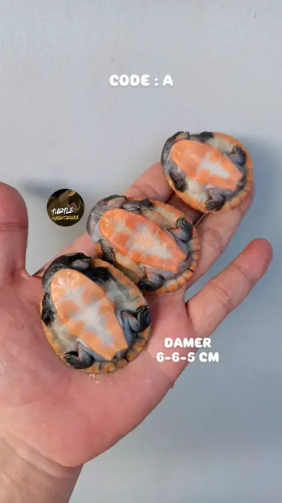 KURA DAMER / DAMER PILIHAN