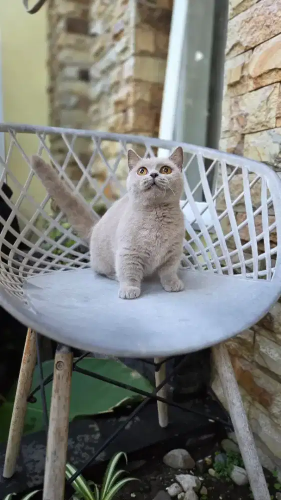 Kucing Munchkin BSH lilac