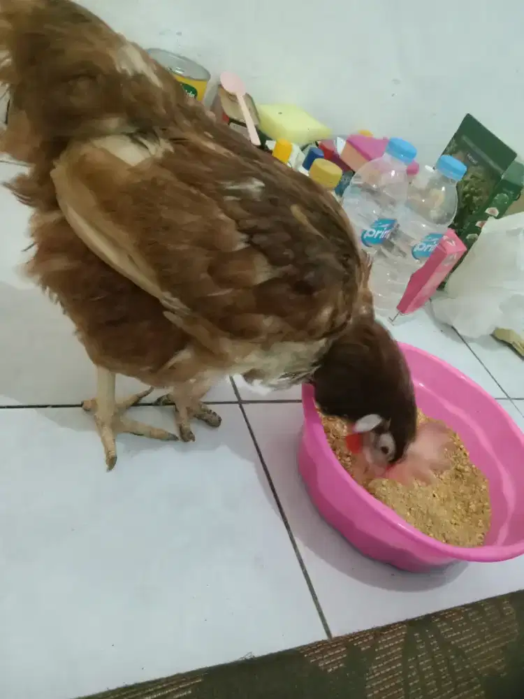 Jual ayam horen petelur betina