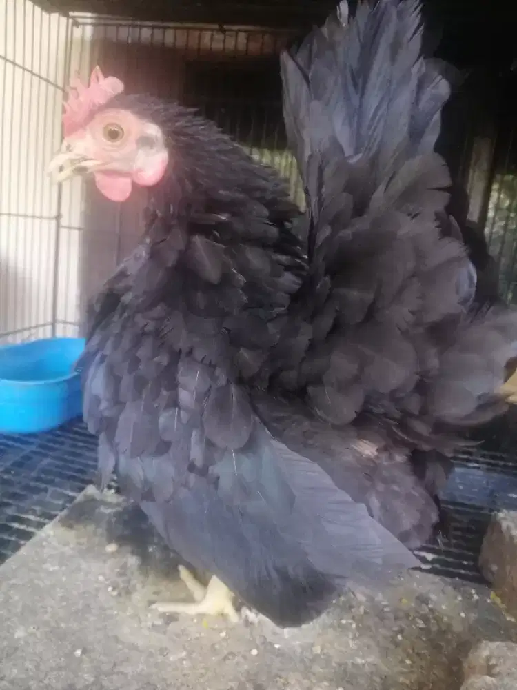 Ayam kate betina Hitam polos