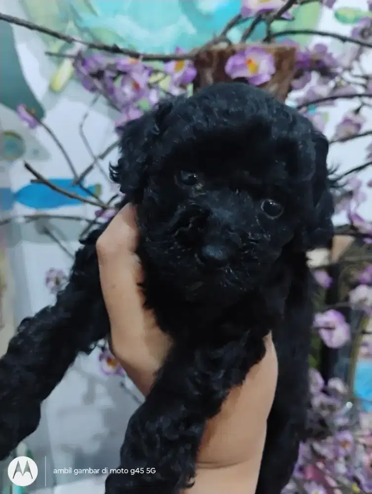 Anjing Poodle Pure Betina 1,5 bulan