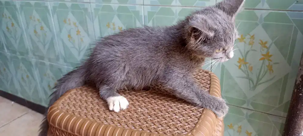 Kucing mix BSH betina waru