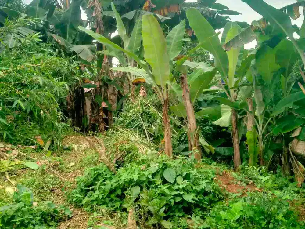 Tanah Kavling MURAH Dekat Kampus UNPAM 2