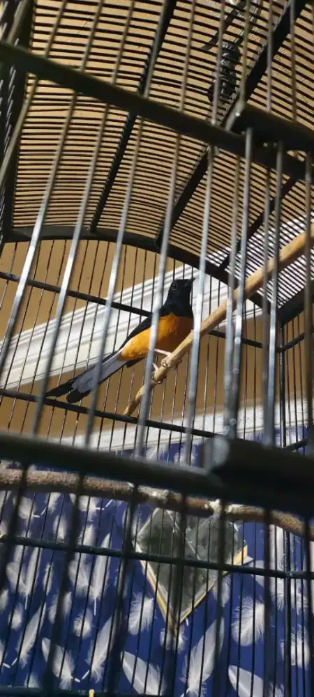 Murai kota baru pullset