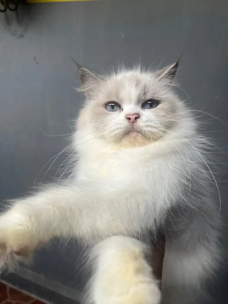 WTS HIMALAYA MIX PERSIA