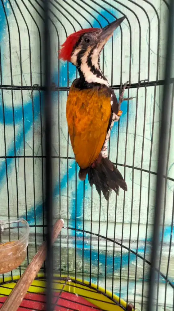 Pelatuk Bawang Jantan Pakai Ring Rajin Bunyi Buat Masteran Handal