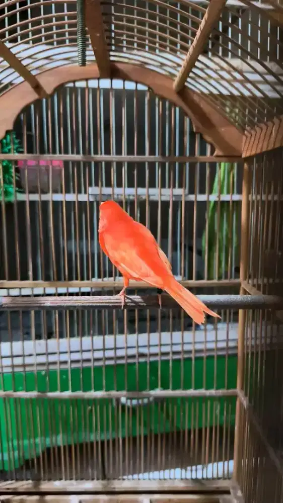 Kenari merlok super gacor