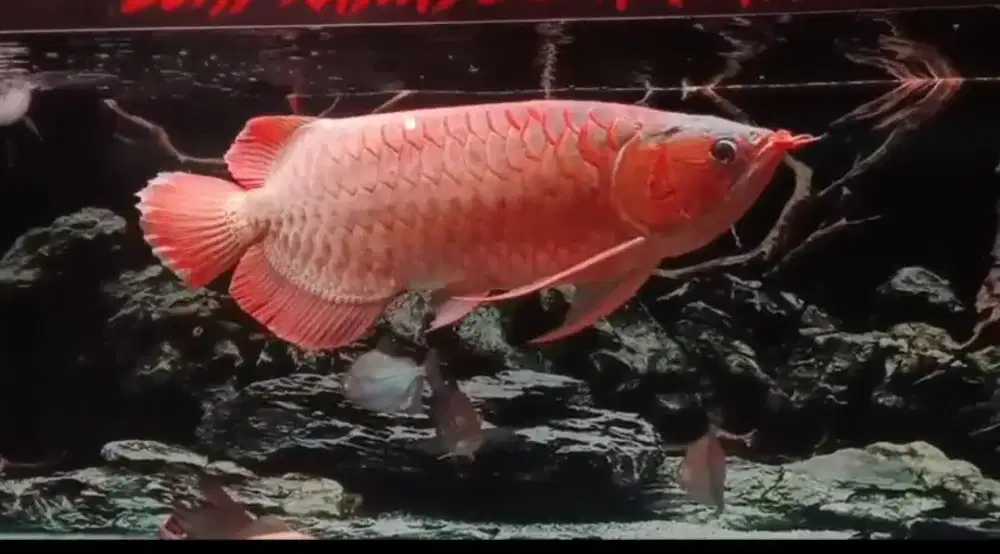 Arowana Super Red Size 58cm