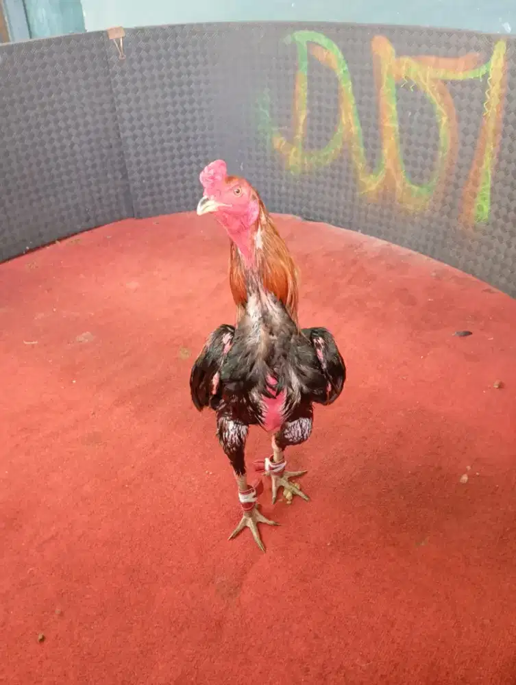 AYAM PAMA, PAKHOEY, MANGON, KOYTRAD, BIRMA .