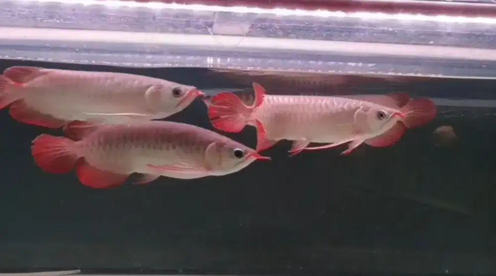 Arowana Super Red Size 32-33cm