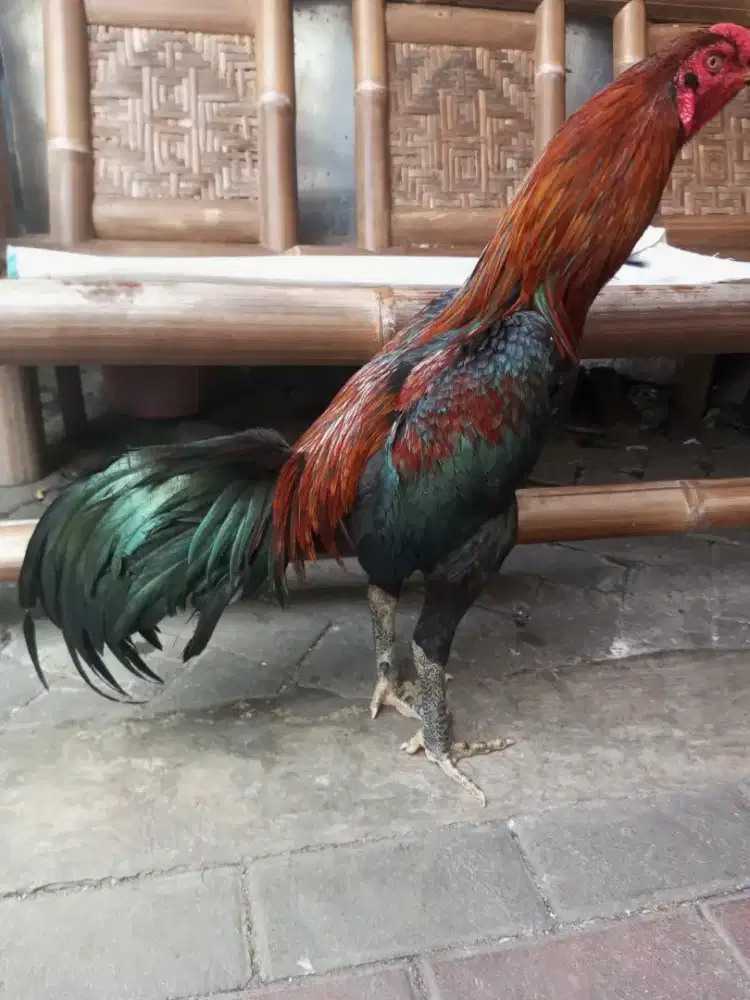 BK Mangon umur 8 bln