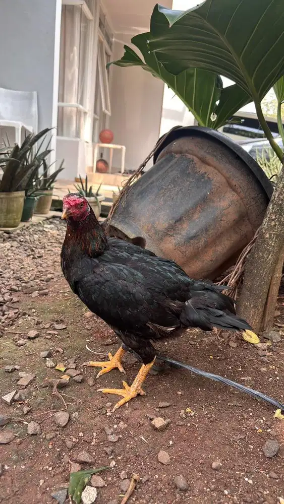 4 ekor ayam kampung betina besar