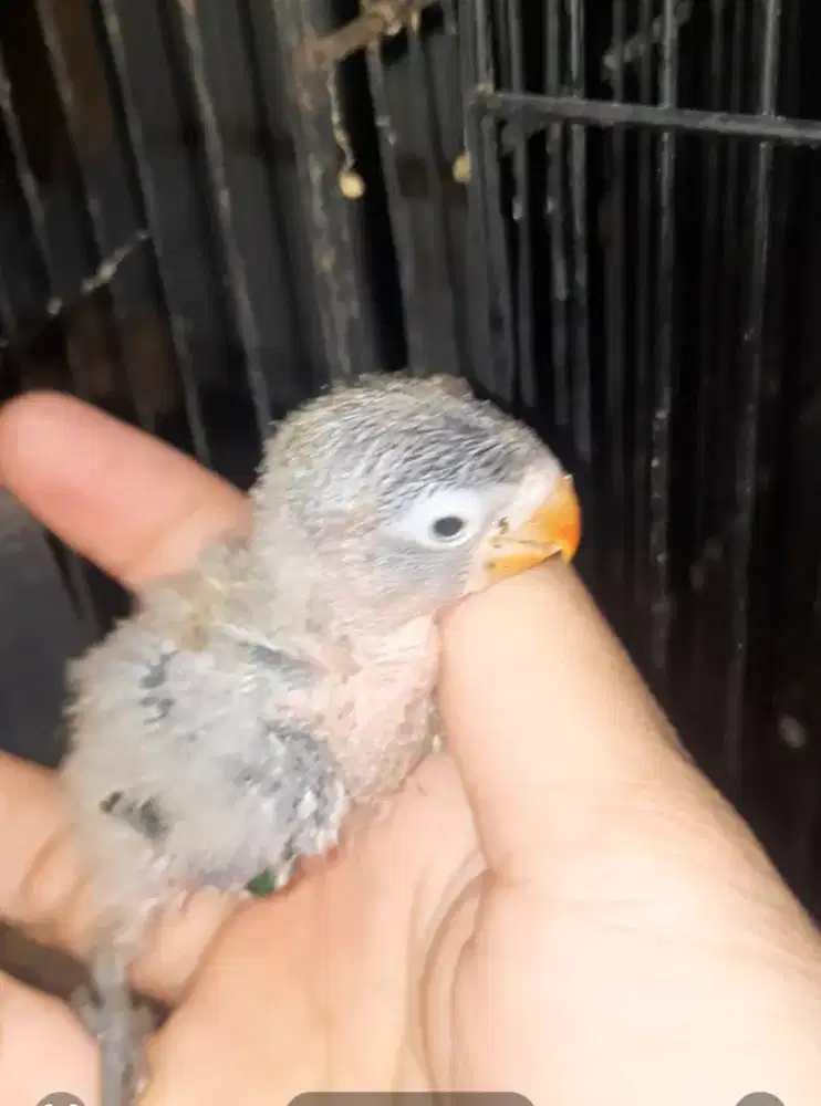 Lolohan Lovebird Harga Lebaran