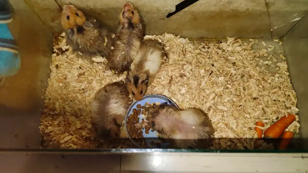 Indukan Hamster dijual borongan