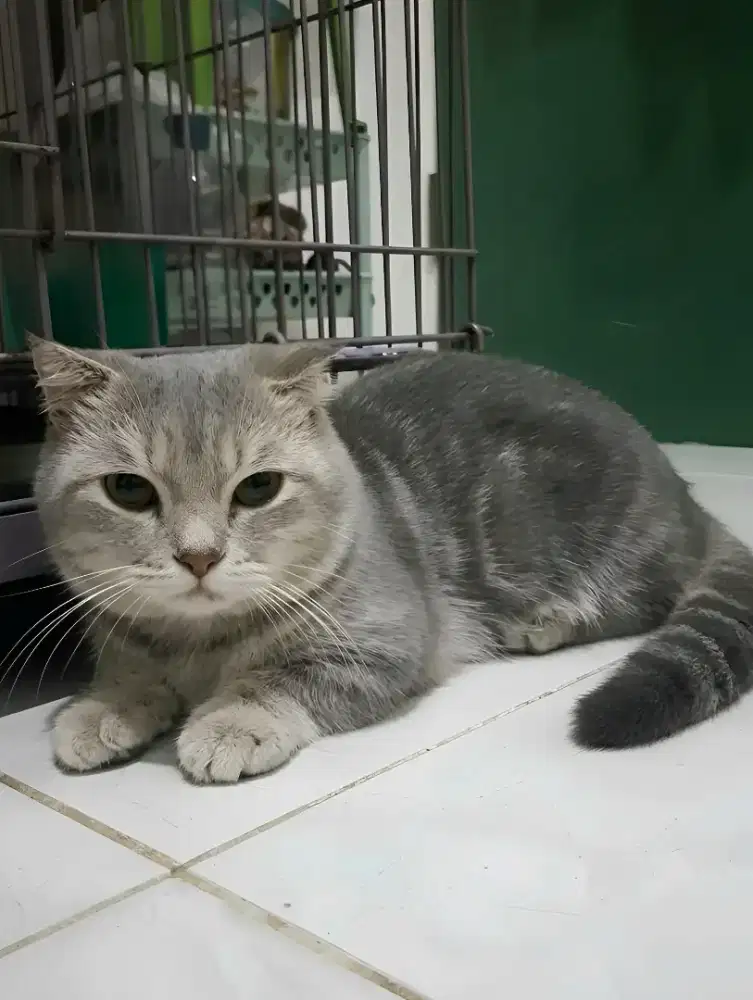 Munchkin Bsh Gaelic Jantan