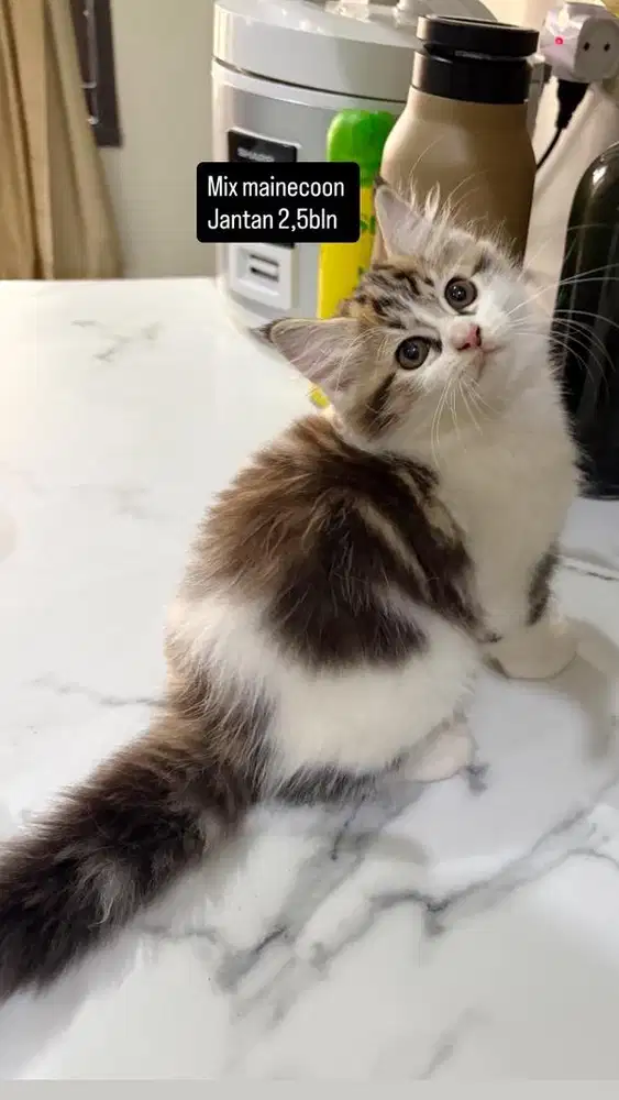 Jantan 2,5bln mix mainecoon