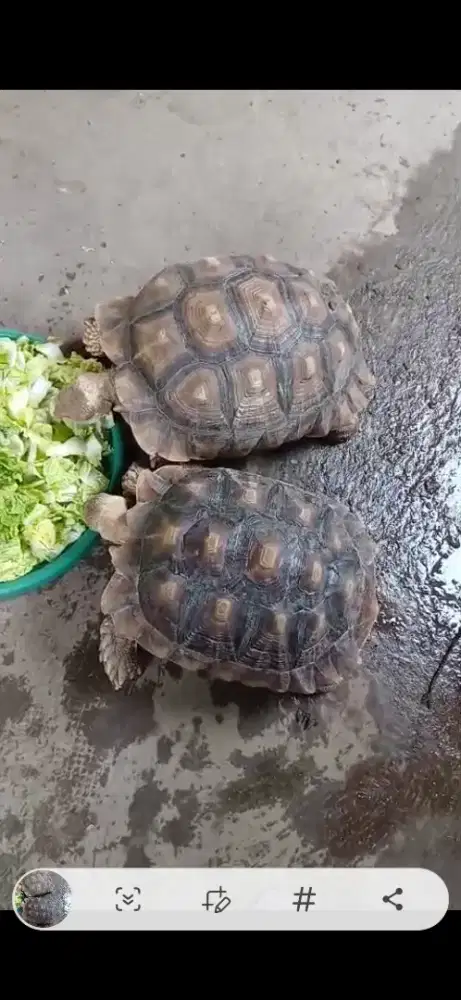 Jual kura kura darat