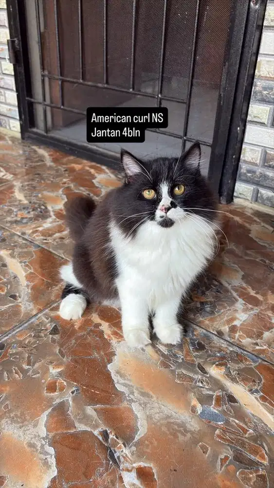 American curl ns jantan 4bln
