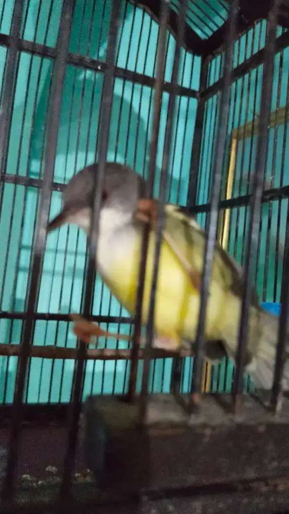 Jual burung ciblek pulset