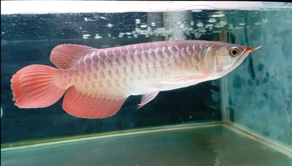 Arwana super red 30cm