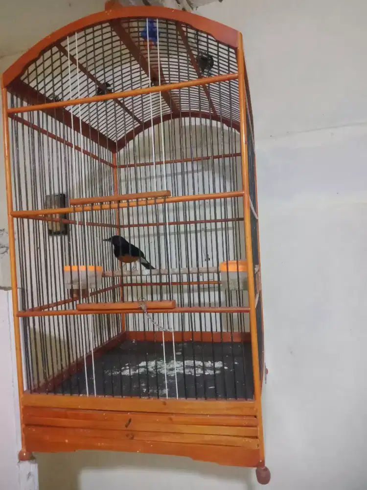 Jual burung murai batu Medan blorok fs
