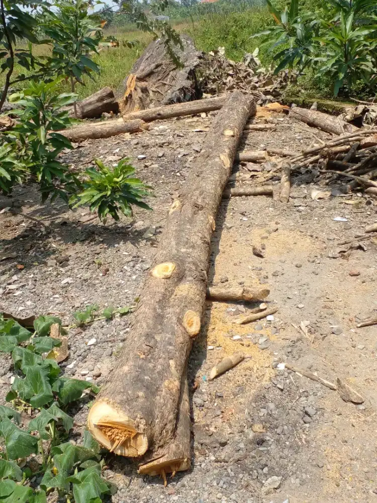 Jual kayu jati usia 15 tahun