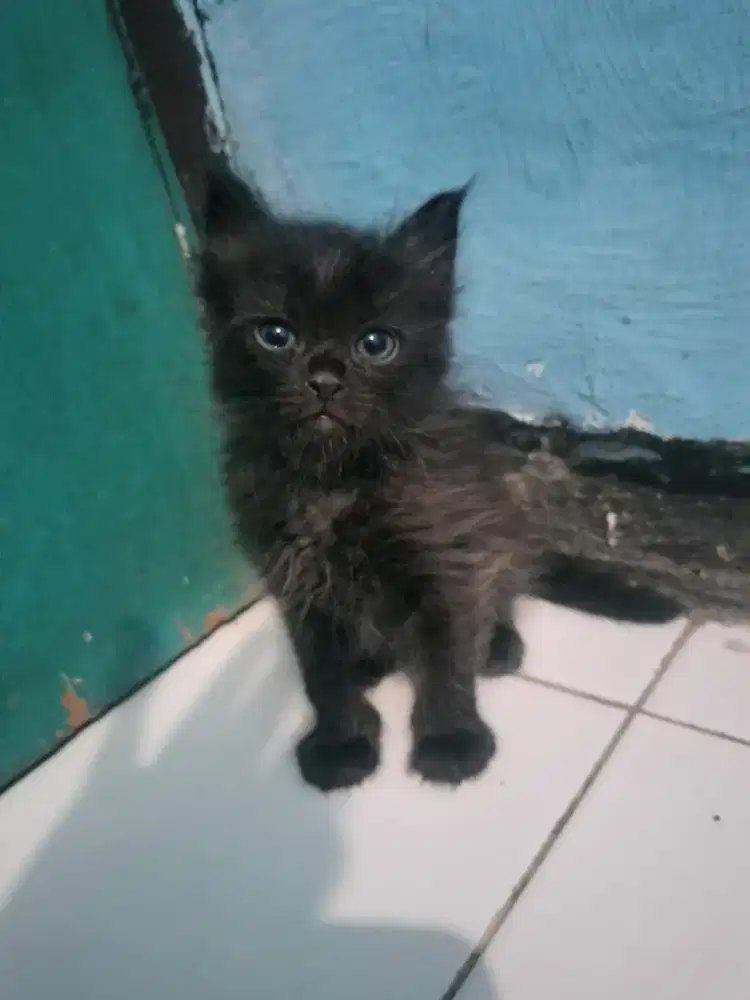 Kucing Persia mix kampung
